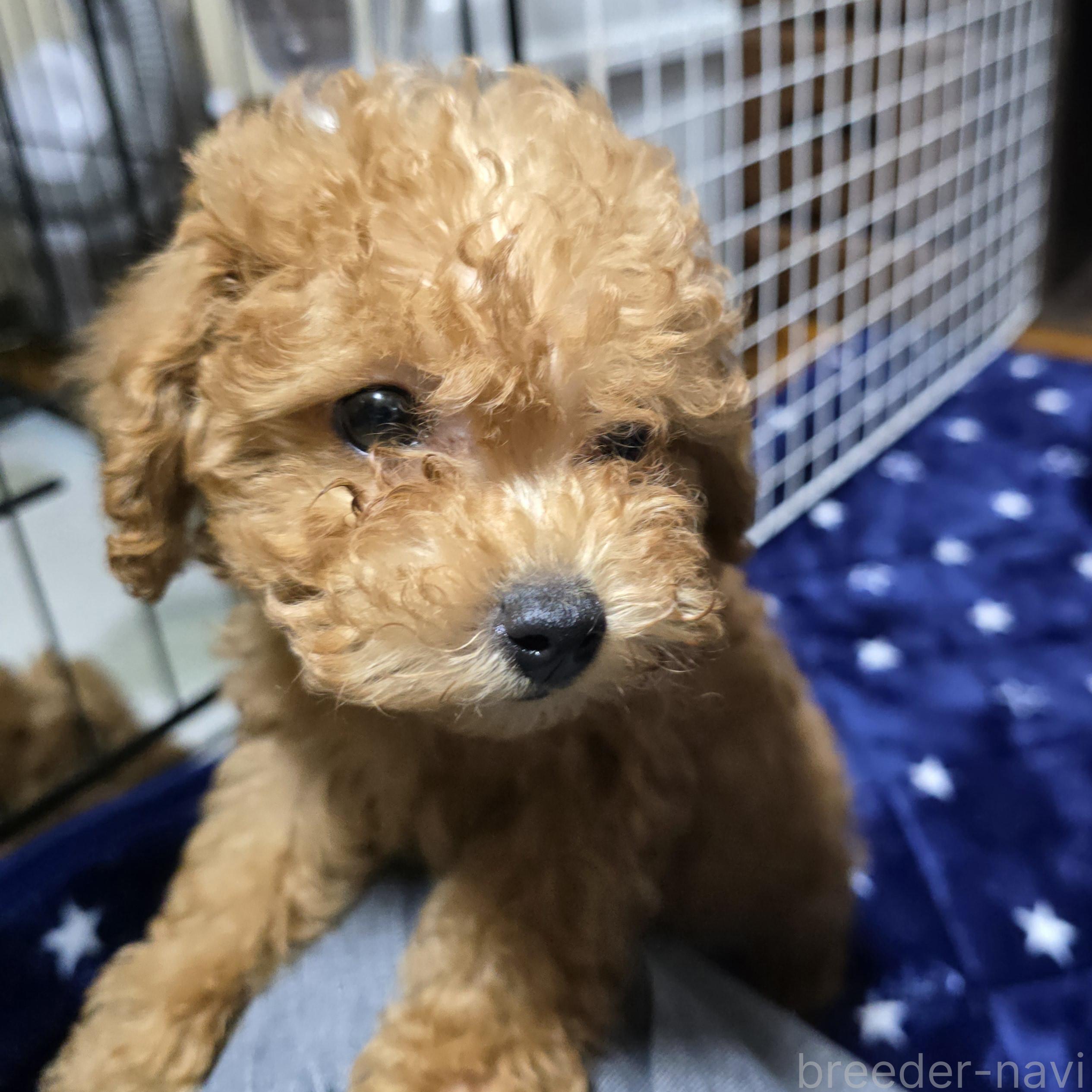 販売中の岡山県のトイプードル-374255の16枚目