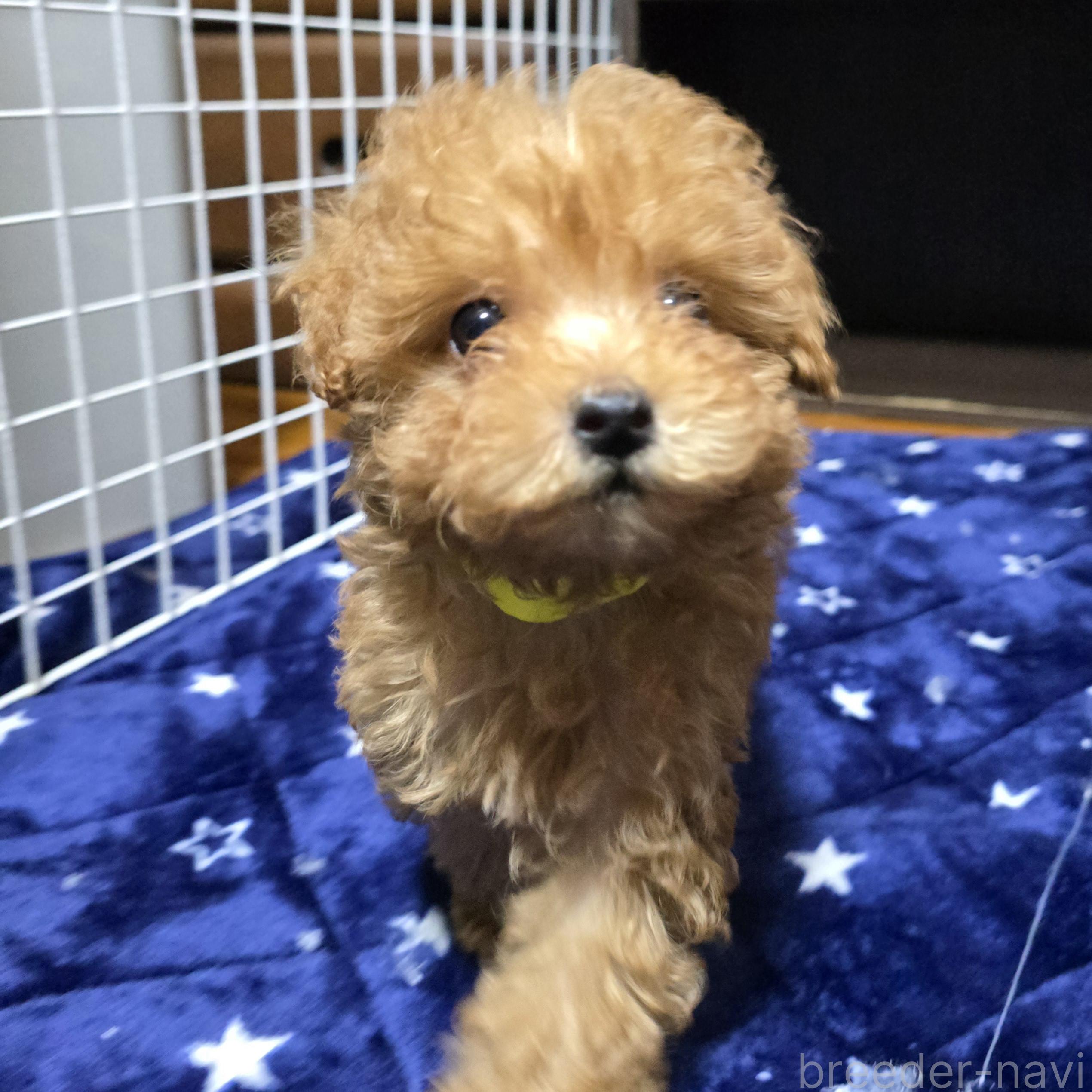 販売中の岡山県のトイプードル-374257の18枚目