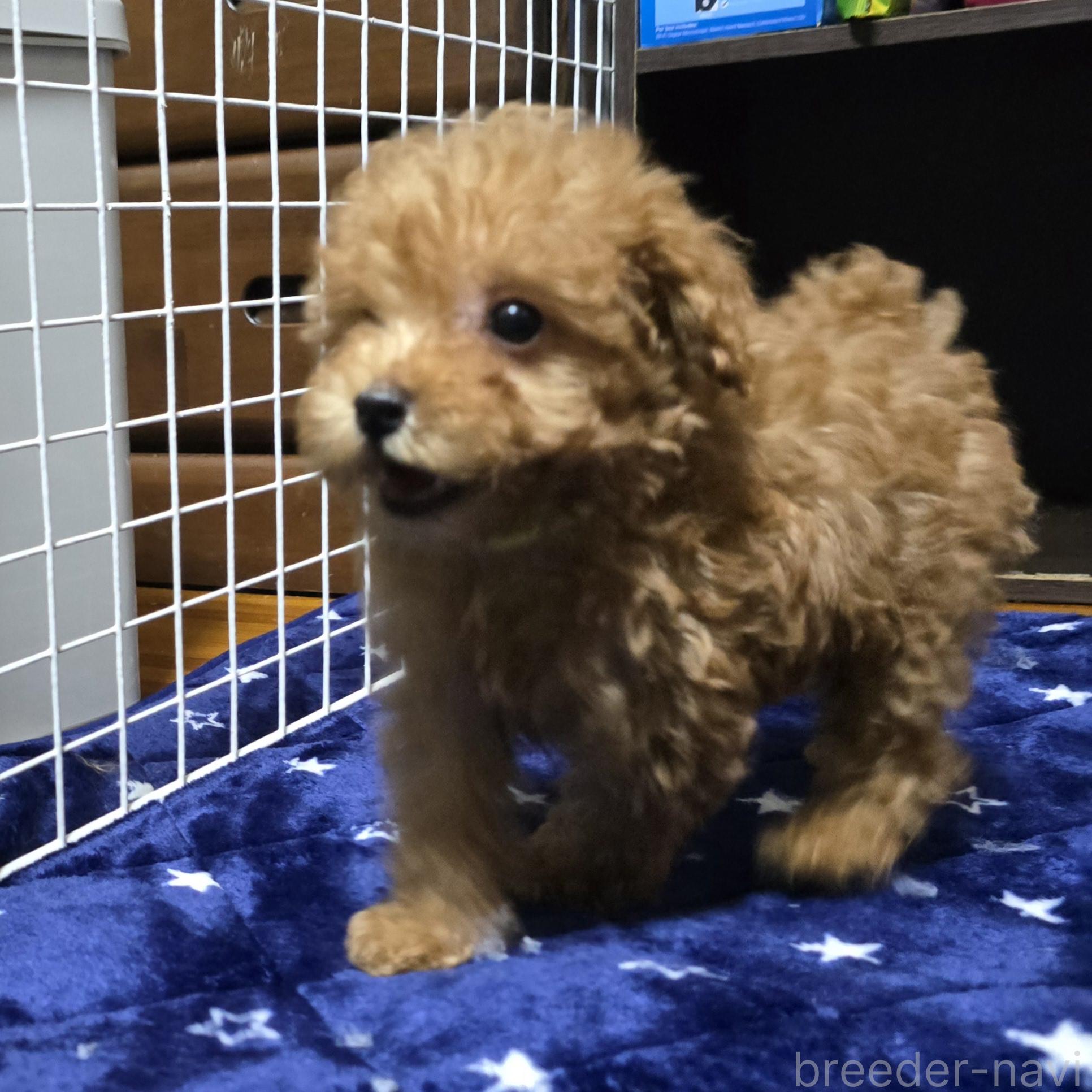 販売中の岡山県のトイプードル-374257の16枚目