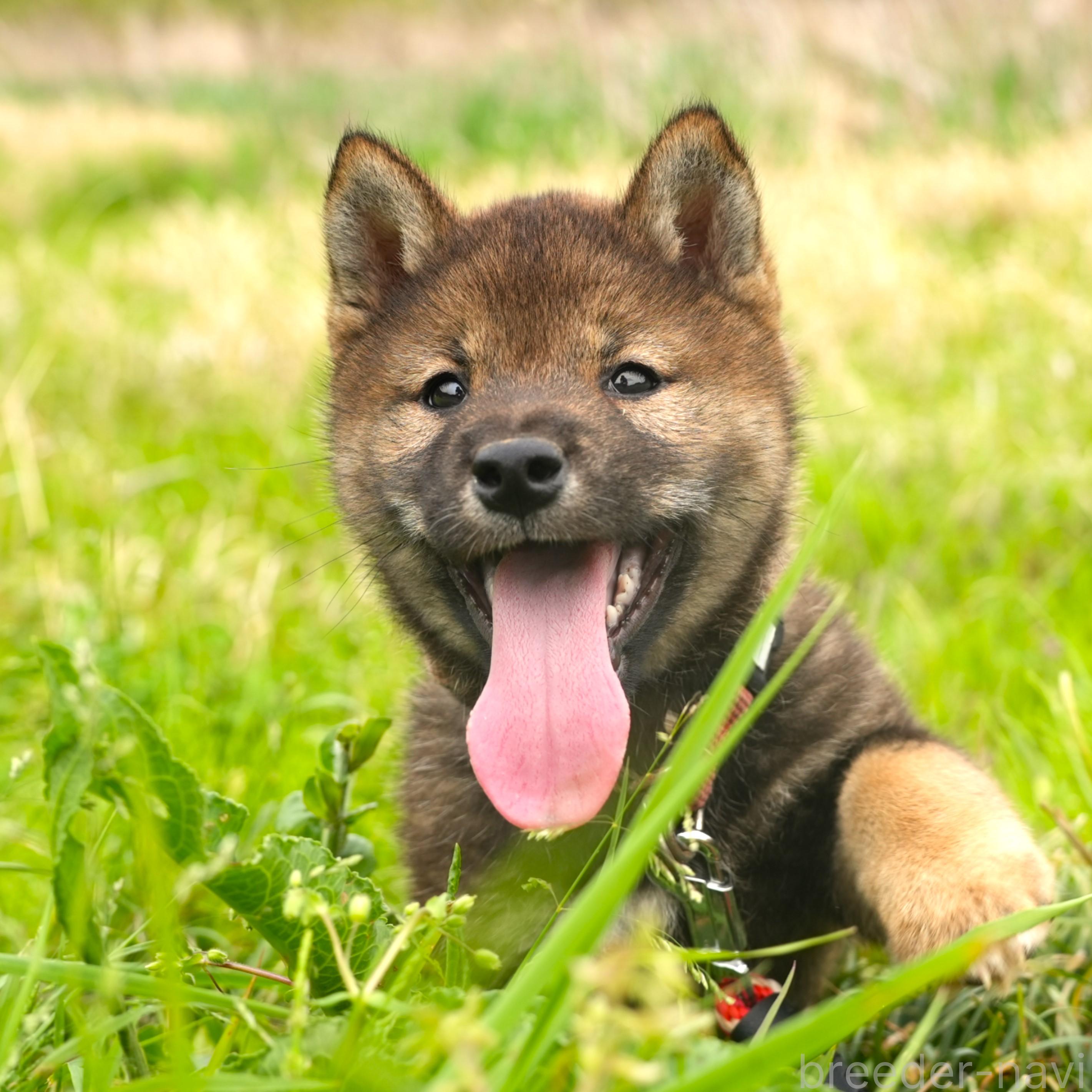 販売中の千葉県の柴犬-384282