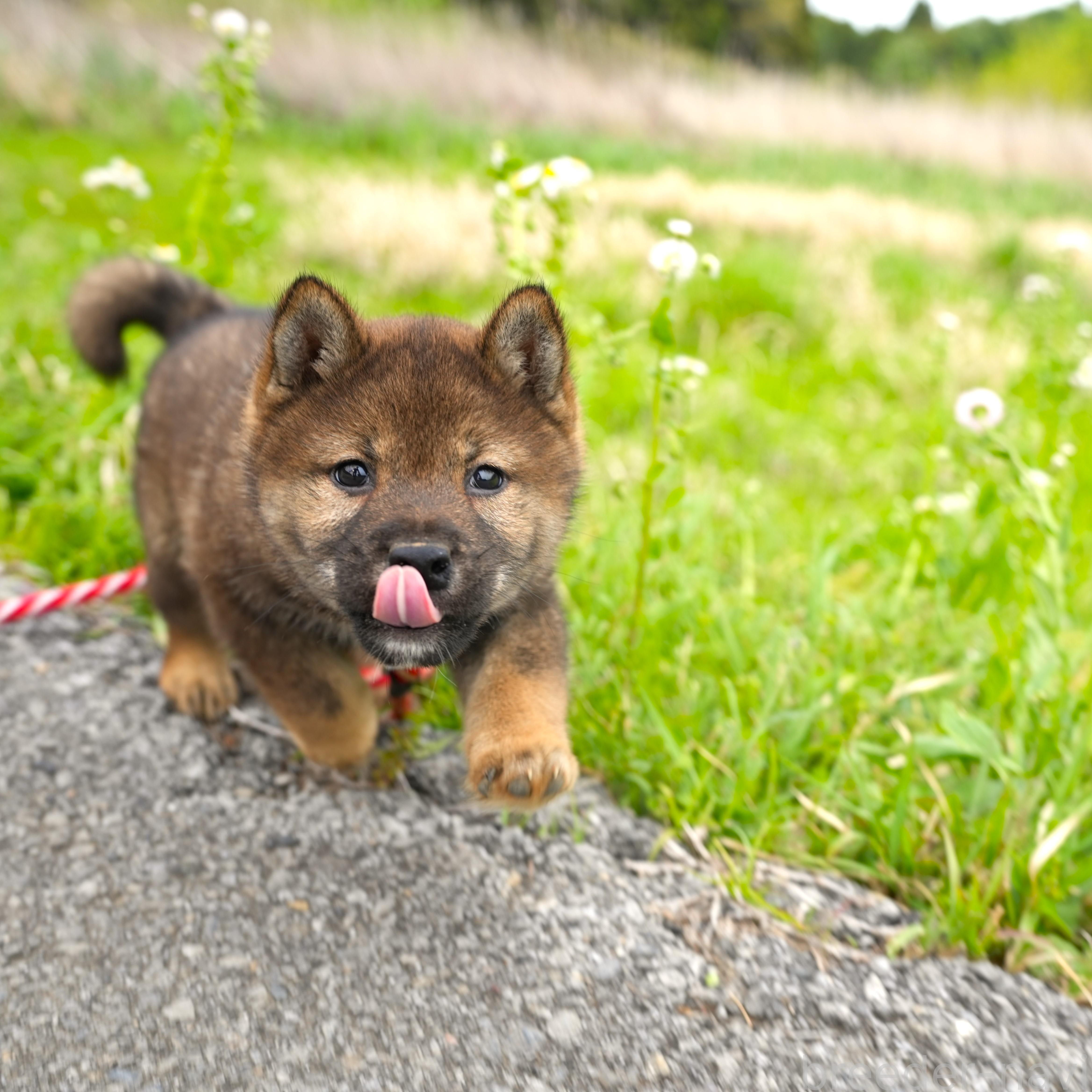 販売中の千葉県の柴犬-384282の7枚目