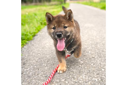 販売中の千葉県の柴犬-384282の6枚目