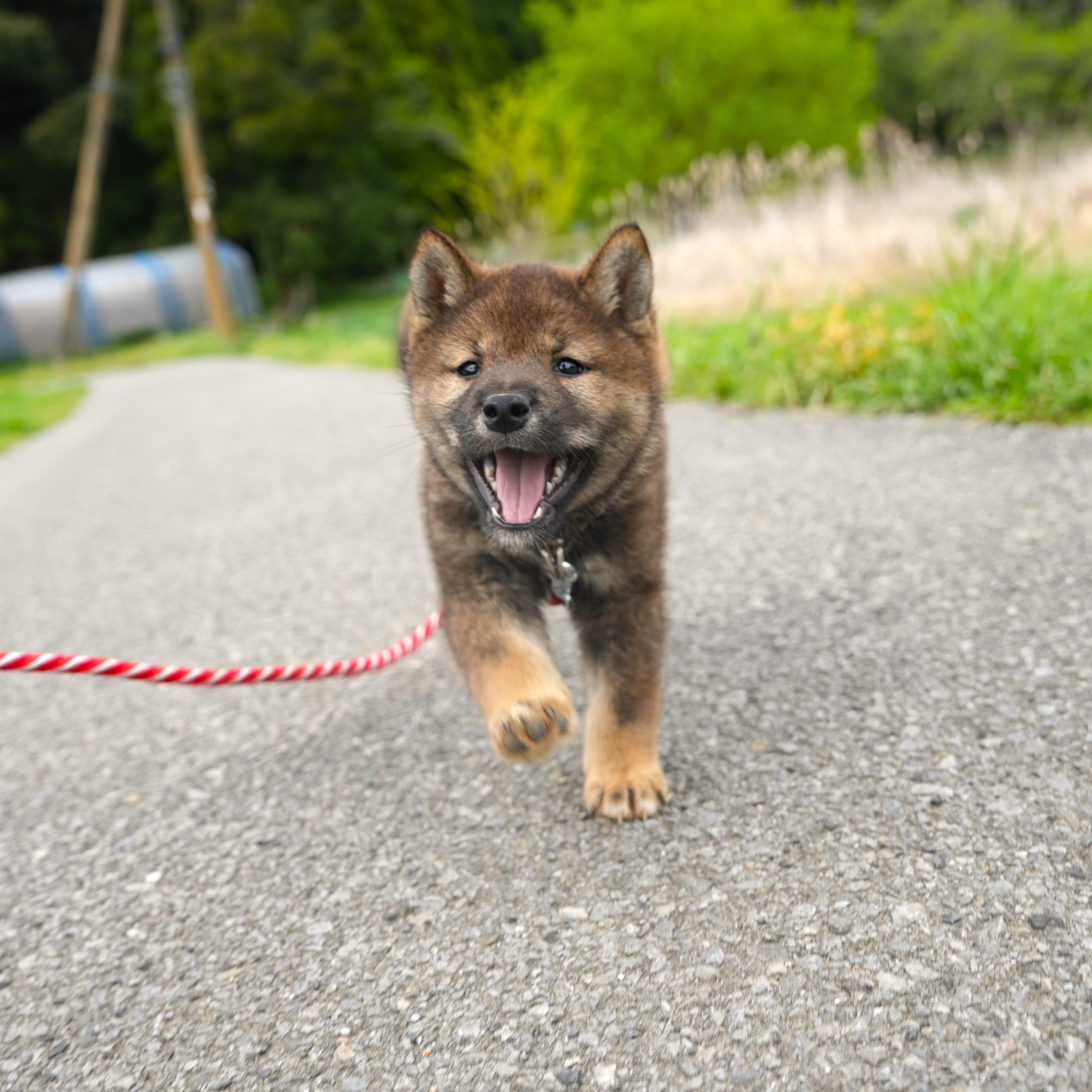 販売中の千葉県の柴犬-384282の4枚目