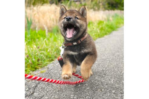 販売中の千葉県の柴犬-384282の3枚目