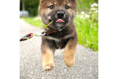 販売中の千葉県の柴犬-384282の2枚目
