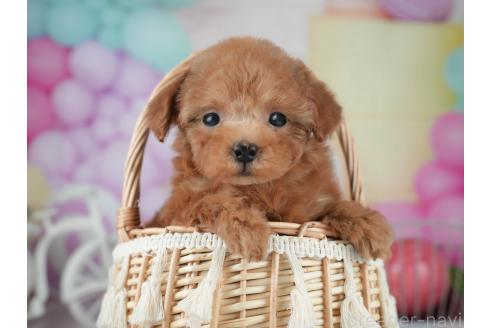 成約済の茨城県のティーカッププードル-384535の7枚目