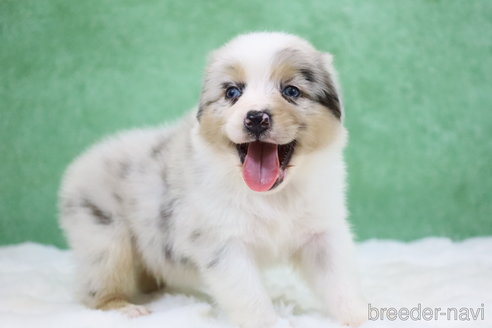 販売中の東京都のオーストラリアンシェパード-384273の22枚目