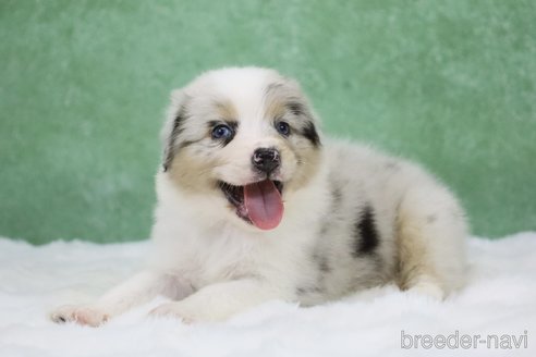 販売中の東京都のオーストラリアンシェパード-384273の13枚目