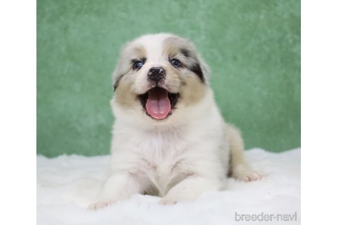 販売中の東京都のオーストラリアンシェパード-384273の14枚目