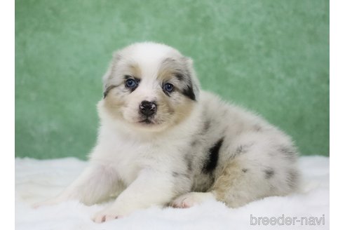 販売中の東京都のオーストラリアンシェパード-384273の15枚目