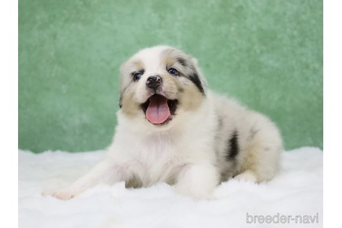 販売中の東京都のオーストラリアンシェパード-384273の19枚目