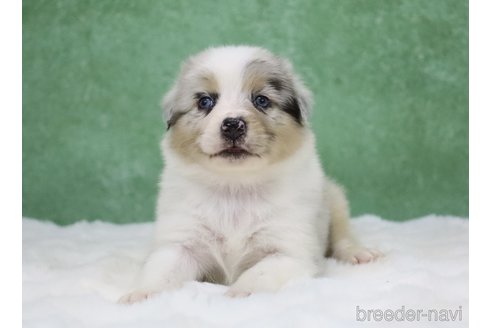 販売中の東京都のオーストラリアンシェパード-384273の18枚目