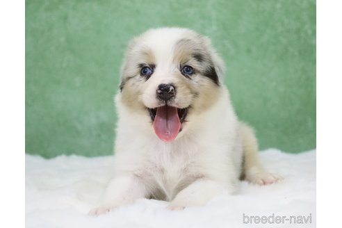 販売中の東京都のオーストラリアンシェパード-384273の16枚目