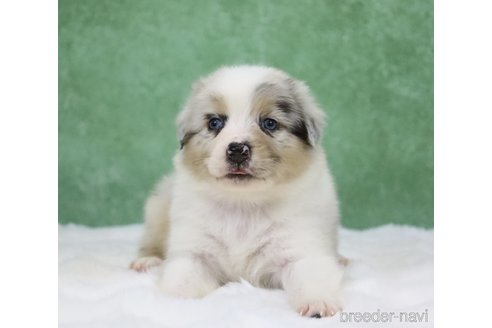 販売中の東京都のオーストラリアンシェパード-384273の7枚目