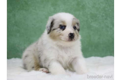 販売中の東京都のオーストラリアンシェパード-384273の6枚目