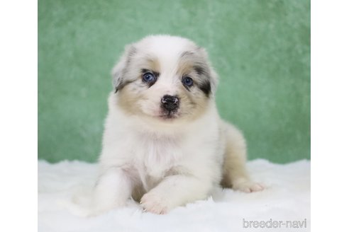 販売中の東京都のオーストラリアンシェパード-384273の11枚目