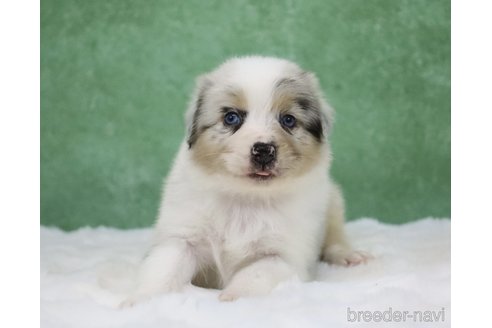 販売中の東京都のオーストラリアンシェパード-384273の5枚目