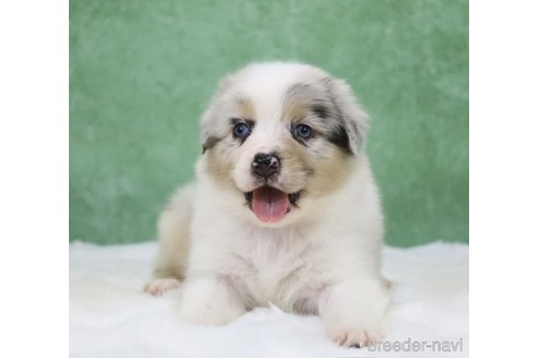 販売中の東京都のオーストラリアンシェパード-384273の2枚目