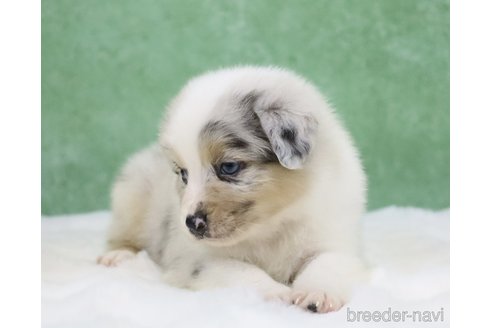 販売中の東京都のオーストラリアンシェパード-384273の4枚目