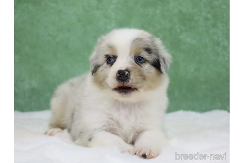 販売中の東京都のオーストラリアンシェパード-384273の3枚目