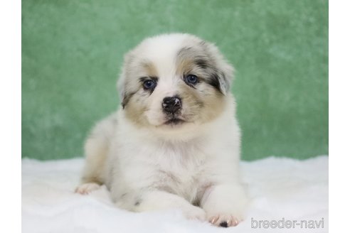 販売中の東京都のオーストラリアンシェパード-384273の9枚目