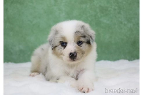 販売中の東京都のオーストラリアンシェパード-384273の12枚目