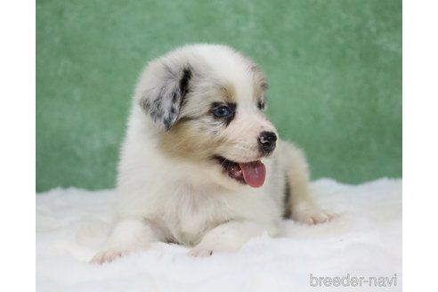 販売中の東京都のオーストラリアンシェパード-384273の8枚目