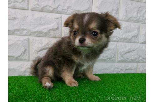 成約済の大阪府のチワワ(ロングコート)-384607の6枚目