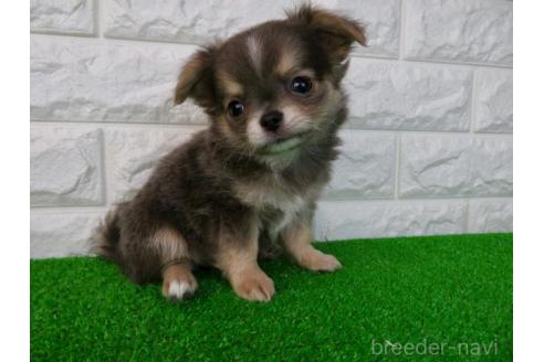 成約済の大阪府のチワワ(ロングコート)-384607の5枚目