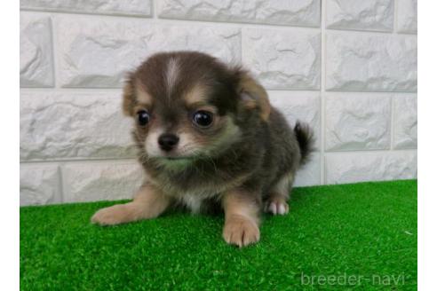 成約済の大阪府のチワワ(ロングコート)-384607の3枚目