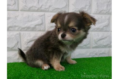 成約済の大阪府のチワワ(ロングコート)-384607の4枚目