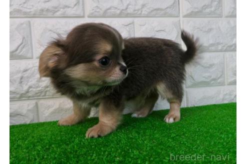 成約済の大阪府のチワワ(ロングコート)-384607の2枚目