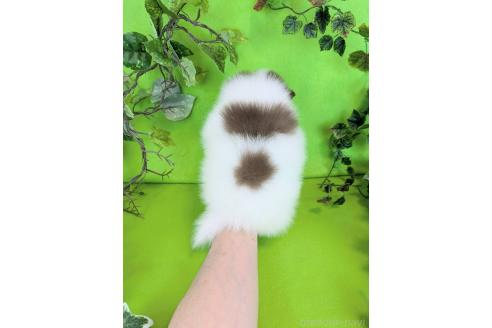 販売中の神奈川県のポメラニアン-384625の10枚目
