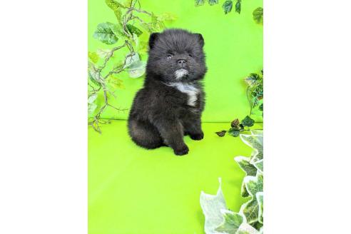 販売中の神奈川県のポメラニアン-384629の6枚目