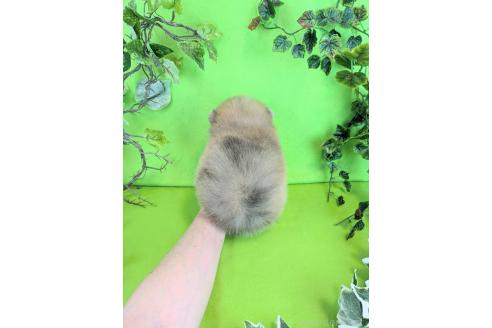 販売中の神奈川県のポメラニアン-384631の9枚目