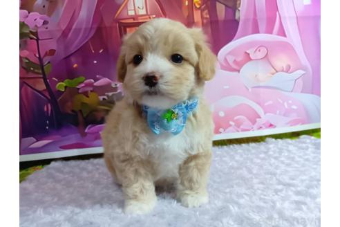成約済の神奈川県のマルプー:マルチーズ×トイプードル-384641の8枚目