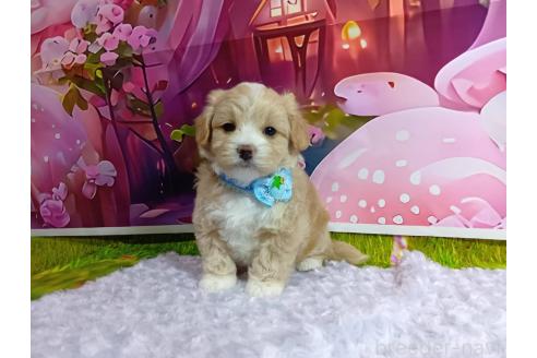 成約済の神奈川県のマルプー:マルチーズ×トイプードル-384641の5枚目