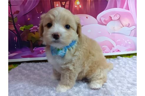 成約済の神奈川県のマルプー:マルチーズ×トイプードル-384641の1枚目