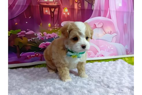 成約済の神奈川県のマルプー:マルチーズ×トイプードル-384642の3枚目