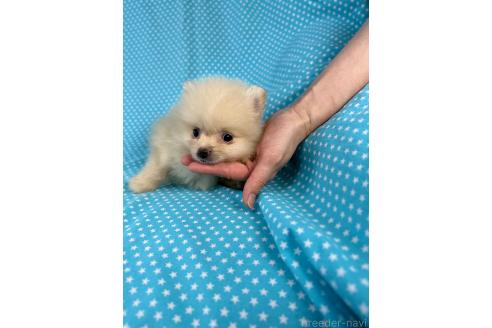 販売中の北海道のミックス犬-384645の3枚目