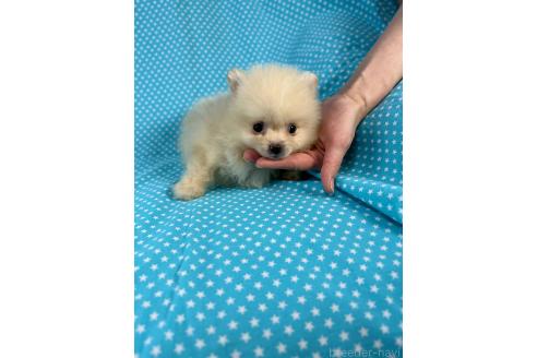 販売中の北海道のミックス犬-384645の2枚目