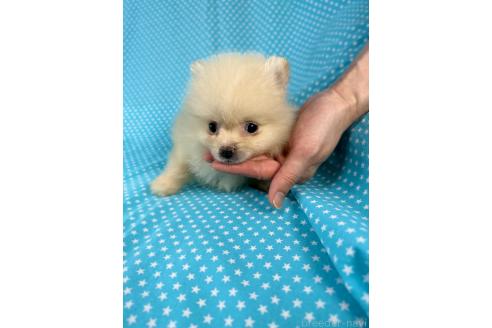 販売中の北海道のミックス犬-384645の1枚目