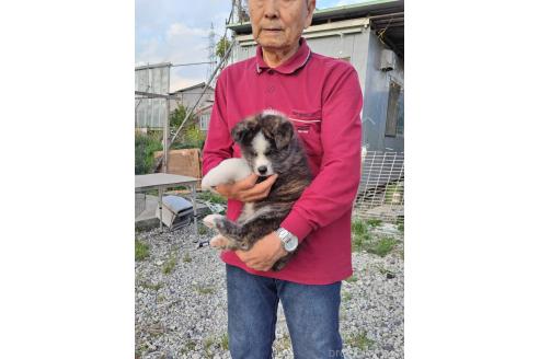 成約済の岡山県の秋田犬-384664の6枚目