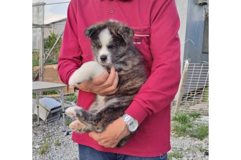 成約済の岡山県の秋田犬-384664の5枚目