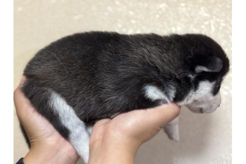 成約済の岐阜県のシベリアンハスキー-384666の3枚目