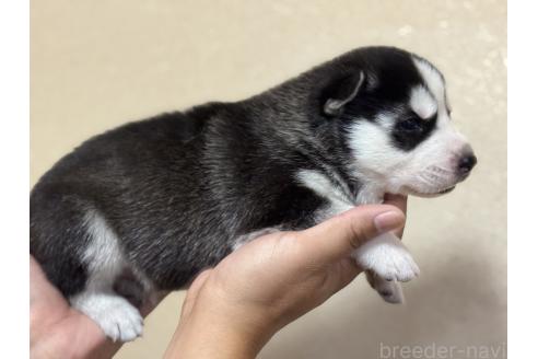 販売中の岐阜県のシベリアンハスキー-384677の3枚目