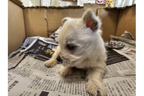 成約済の愛知県のウエストハイランドホワイトテリア(ウエスティ)-384699の3枚目