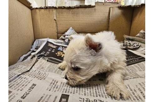 成約済の愛知県のウエストハイランドホワイトテリア(ウエスティ)-384699の2枚目