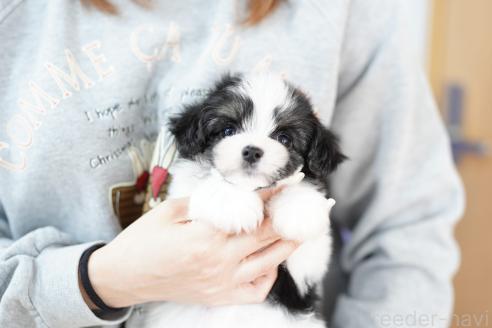 成約済の埼玉県のミックス犬-384730の4枚目