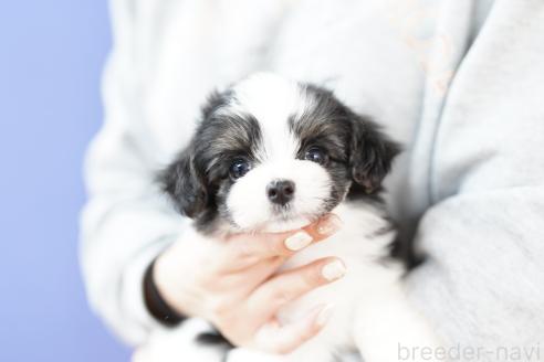 成約済の埼玉県のミックス犬-384730の3枚目